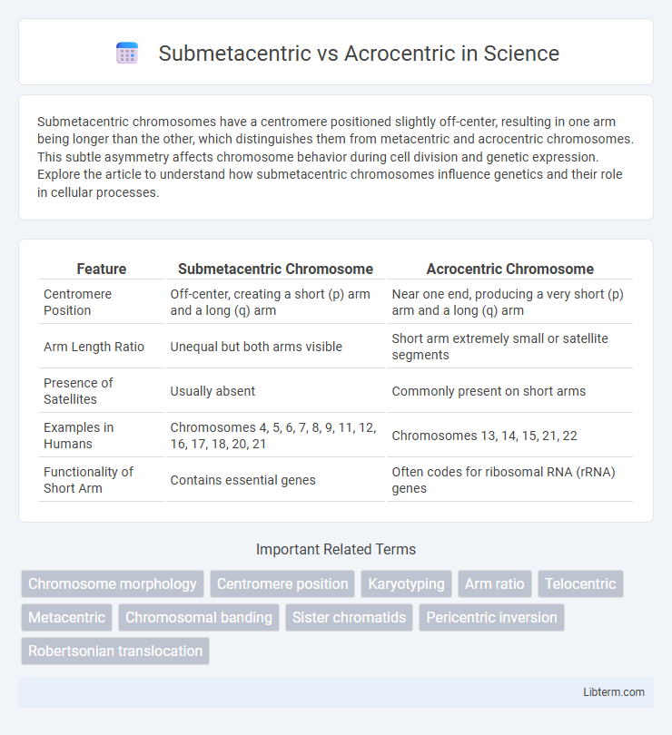 Acrocentric vs Submetacentric in Science - What is The Difference?