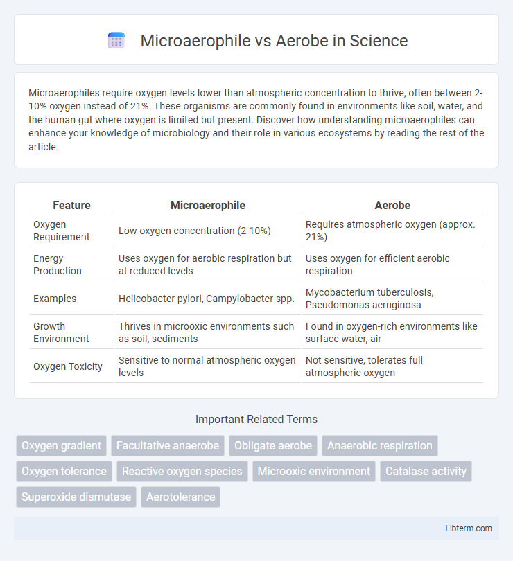 Aerobe vs Microaerophile in Science - What is The Difference?