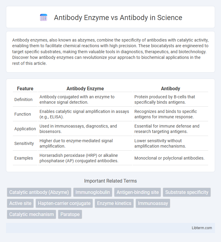 Antibody vs Antibody Enzyme in Science - What is The Difference?
