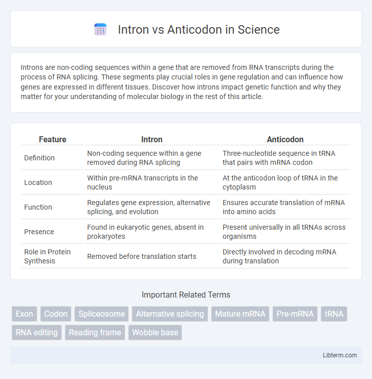 Anticodon vs Intron in Science - What is The Difference?