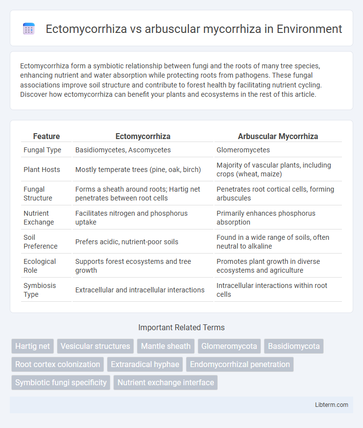 arbuscular mycorrhiza vs Ectomycorrhiza in Environment - What is The Difference?