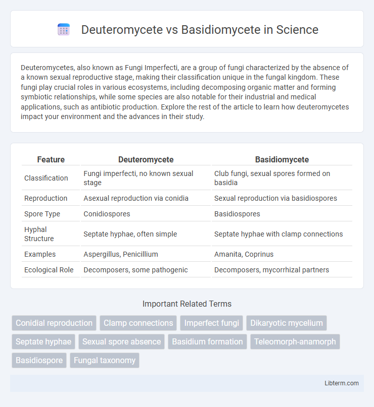 Basidiomycete vs Deuteromycete in Science - What is The Difference?
