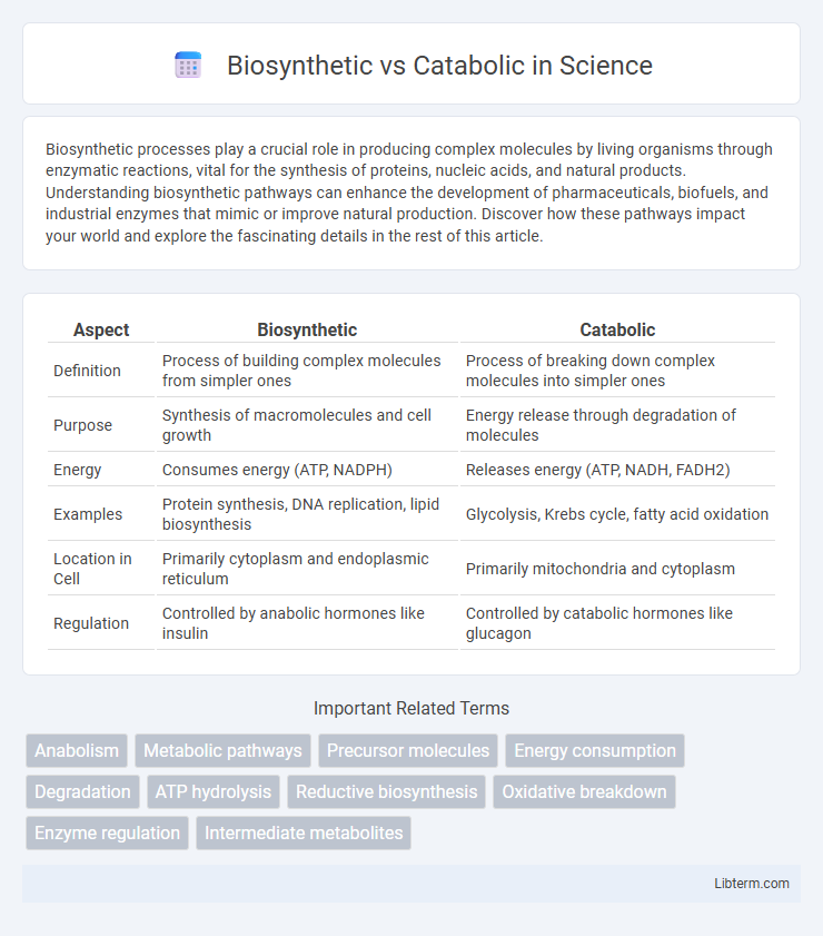 Catabolic vs Biosynthetic in Science - What is The Difference?