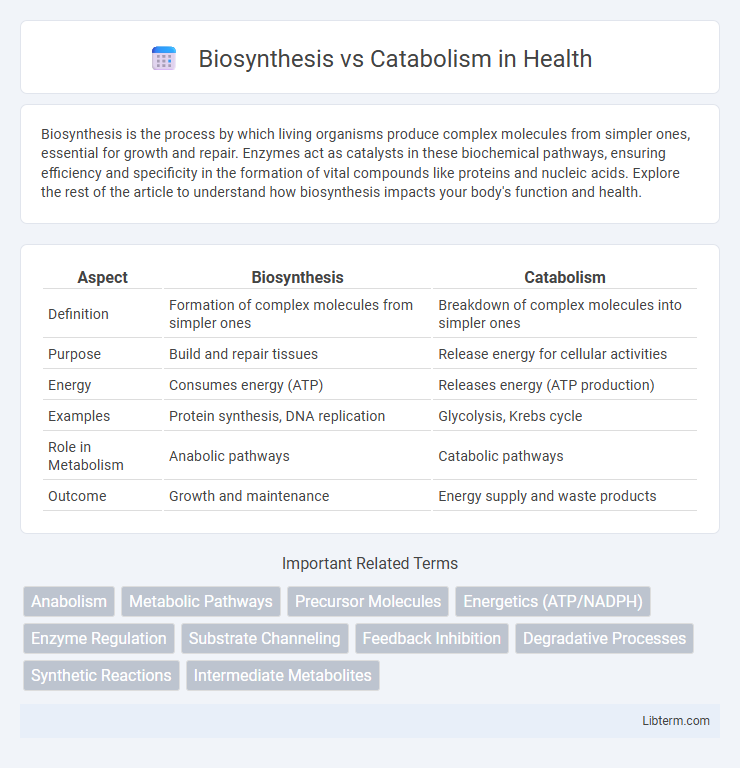 Catabolism vs Biosynthesis in Health - What is The Difference?