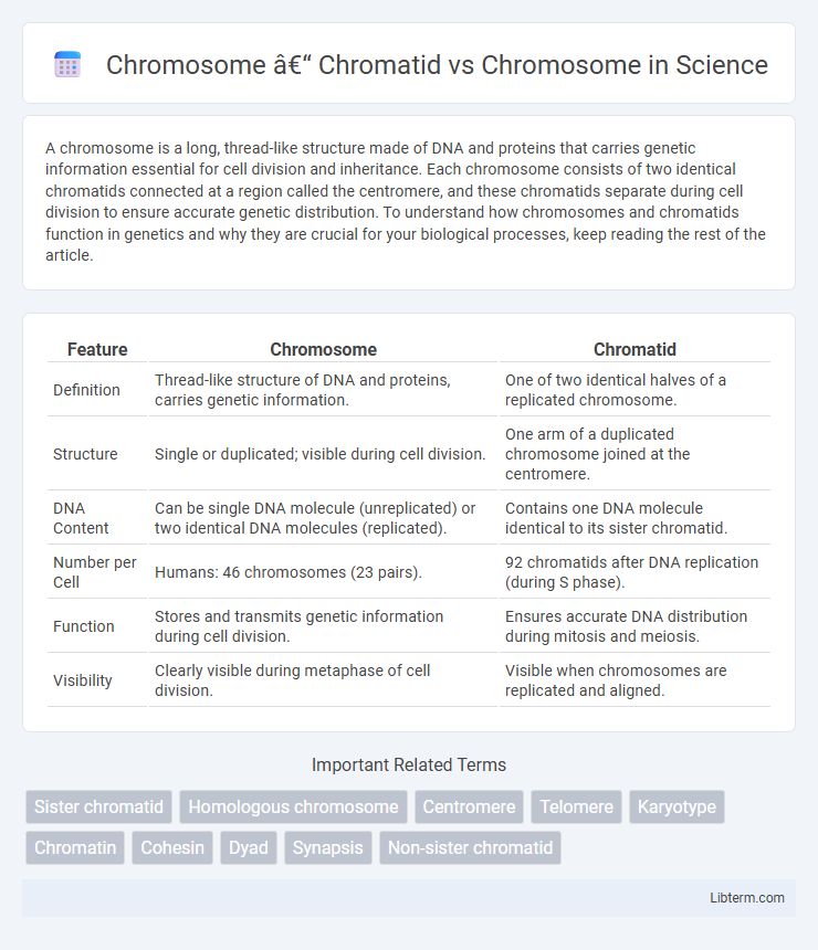 Chromosome vs Chromosome – Chromatid in Science - What is The Difference?