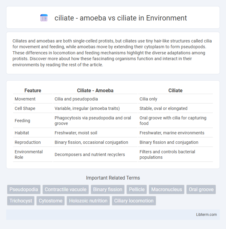 ciliate vs ciliate - amoeba in Environment - What is The Difference?