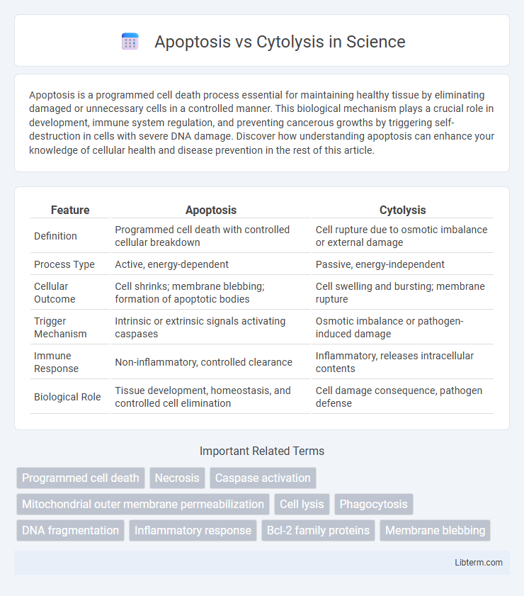 Cytolysis vs Apoptosis in Science - What is The Difference?