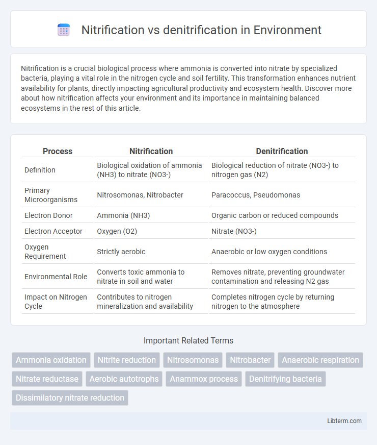 denitrification vs Nitrification in Environment - What is The Difference?