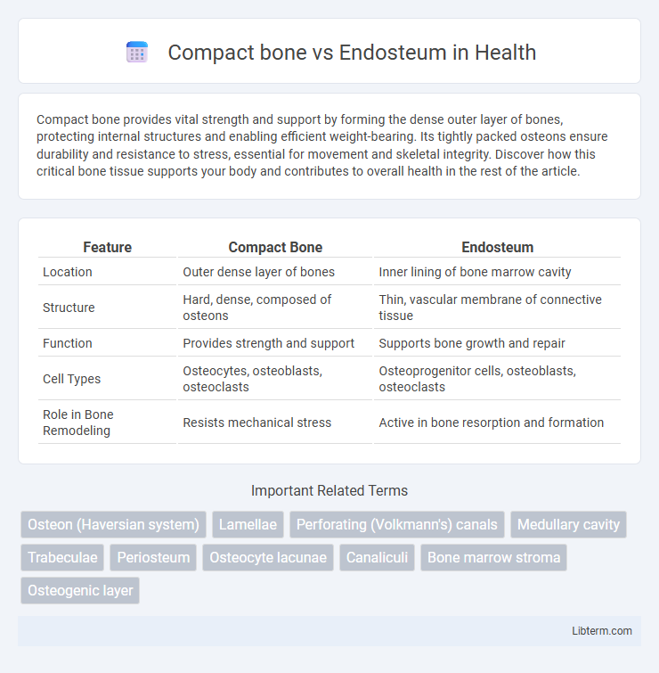Endosteum vs Compact bone in Health - What is The Difference?