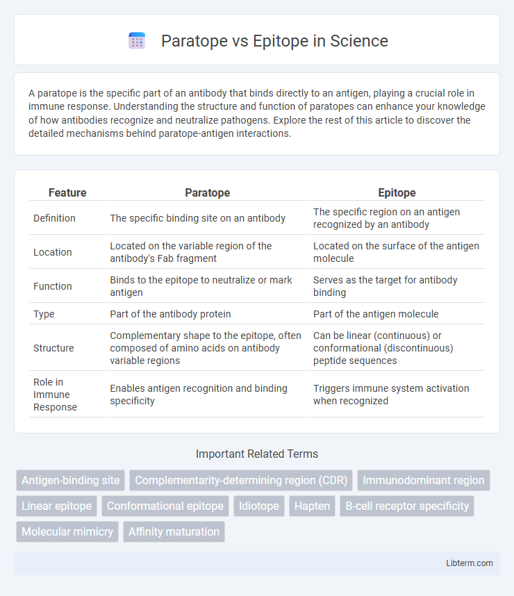 Epitope vs Paratope in Science - What is The Difference?