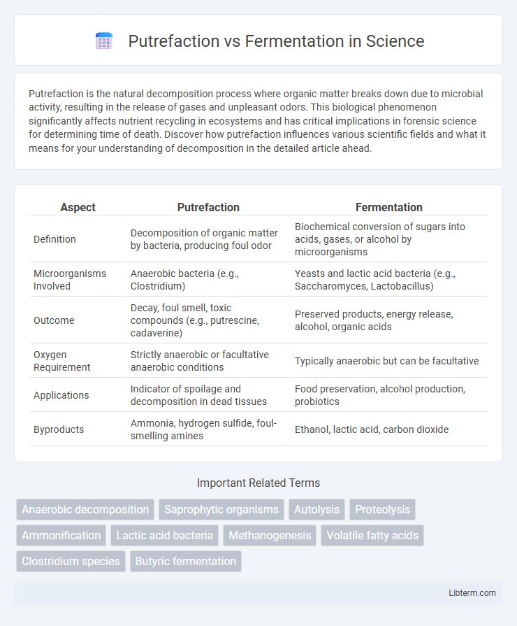 Fermentation vs Putrefaction in Science - What is The Difference?
