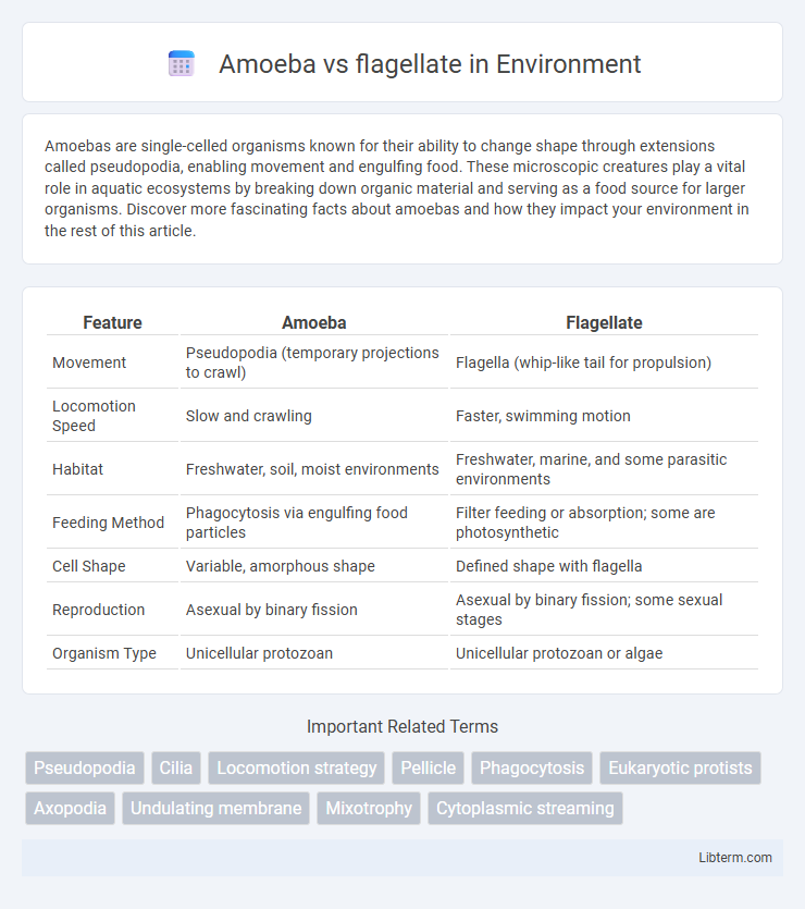 flagellate vs Amoeba in Environment - What is The Difference?