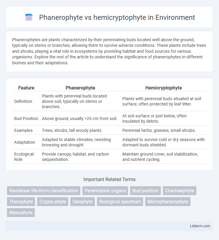 hemicryptophyte vs Phanerophyte in Environment - What is The Difference?