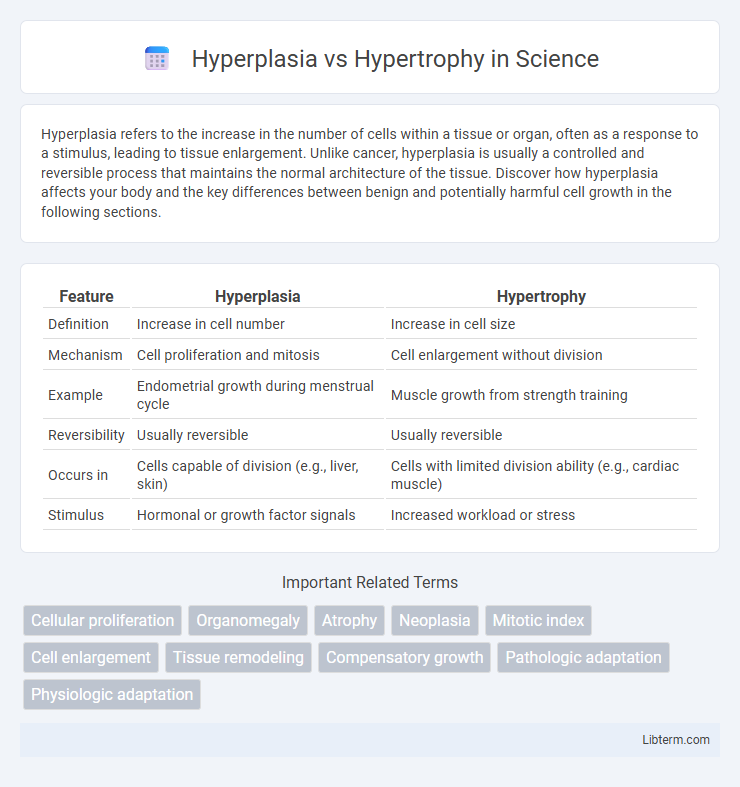 Hypertrophy vs Hyperplasia in Science - What is The Difference?