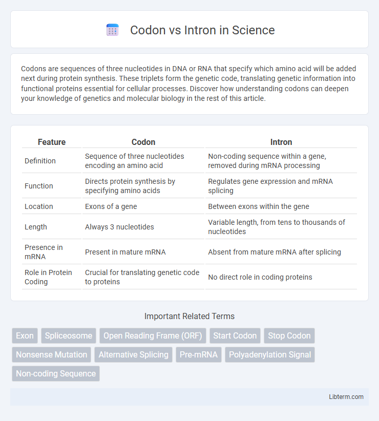 Intron vs Codon in Science - What is The Difference?