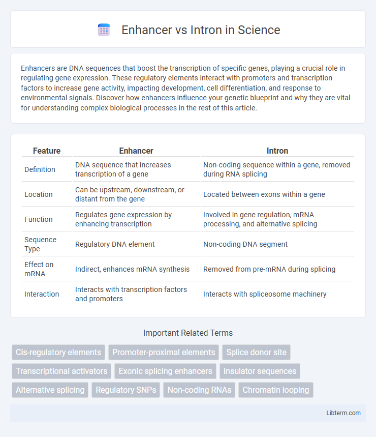 Intron vs Enhancer in Science - What is The Difference?