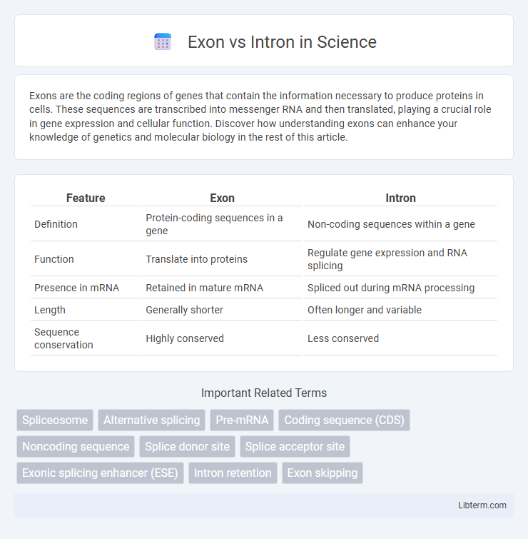 Intron vs Exon in Science - What is The Difference?