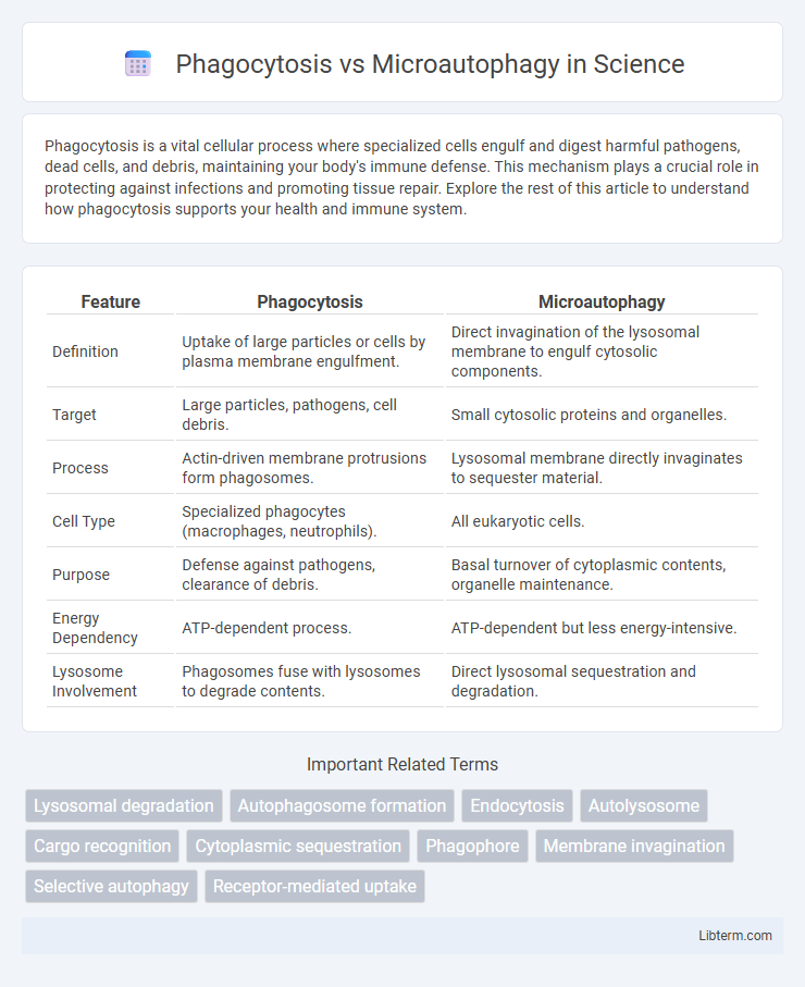 Microautophagy vs Phagocytosis in Science - What is The Difference?