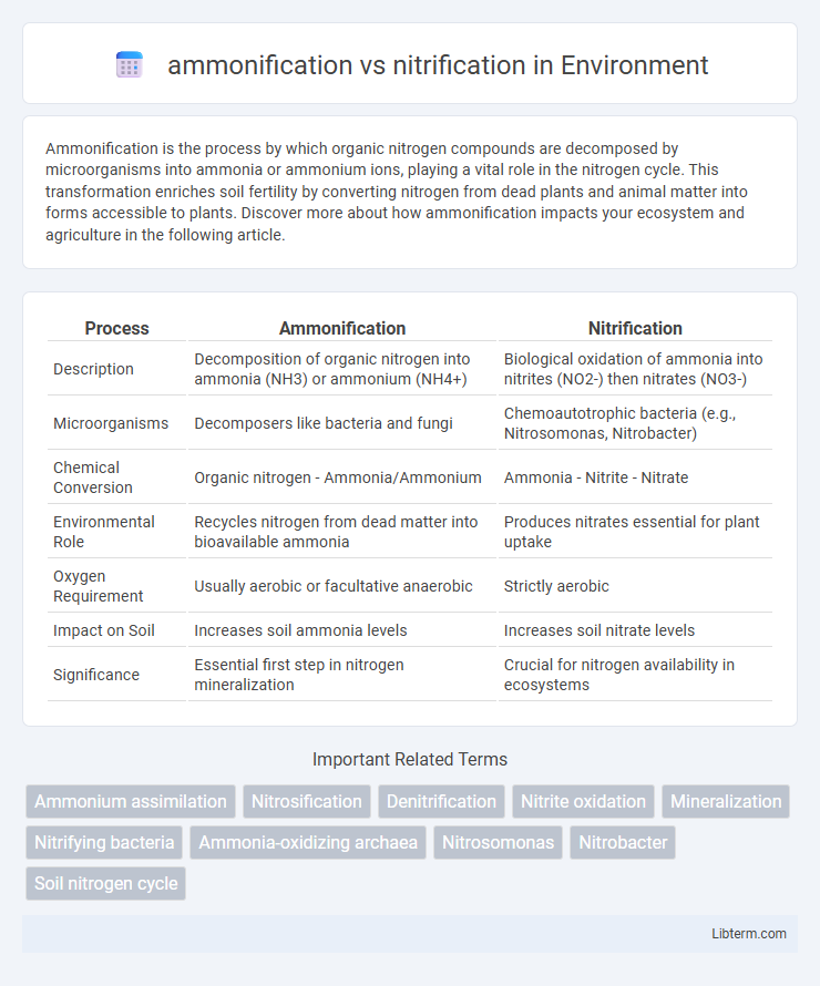 nitrification vs ammonification in Environment - What is The Difference?