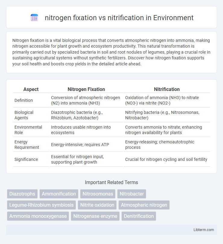 nitrification vs nitrogen fixation in Environment - What is The Difference?