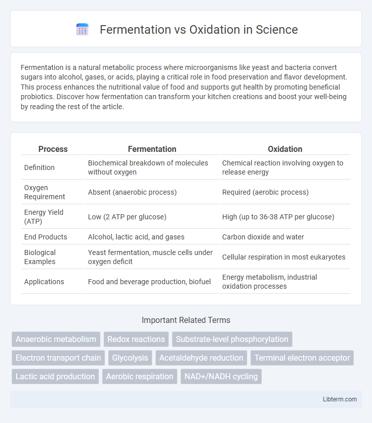 Oxidation vs Fermentation in Science - What is The Difference?