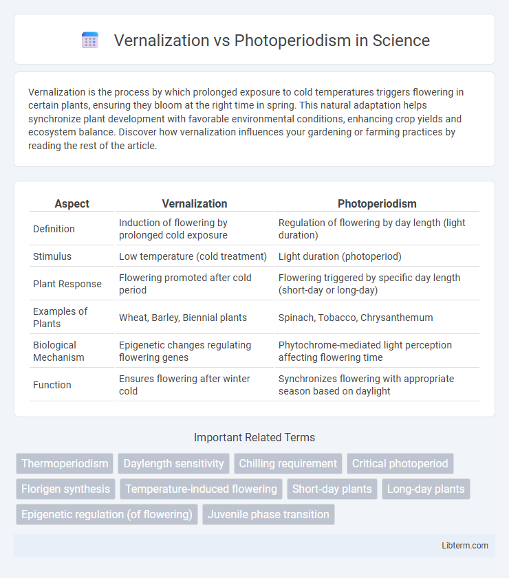 Photoperiodism vs Vernalization in Science - What is The Difference?