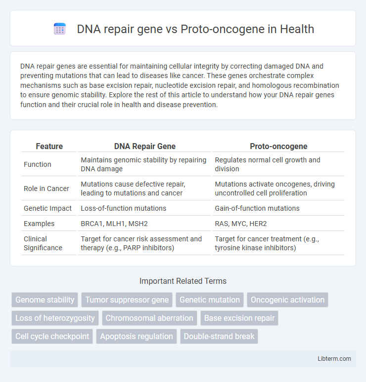 Proto-oncogene vs DNA repair gene in Health - What is The Difference?