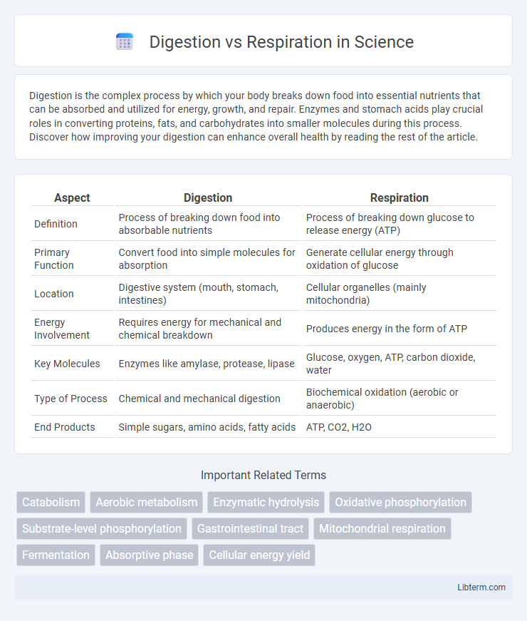 Respiration vs Digestion in Science - What is The Difference?