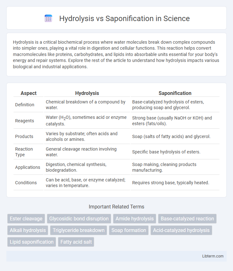 Saponification vs Hydrolysis in Science - What is The Difference?