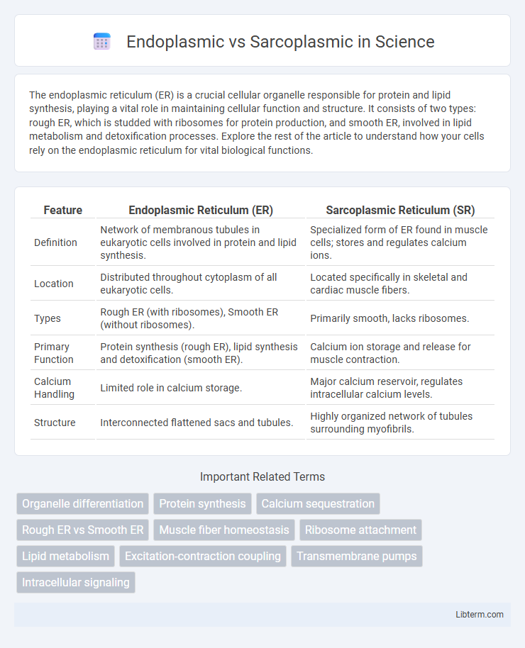 Sarcoplasmic vs Endoplasmic in Science - What is The Difference?