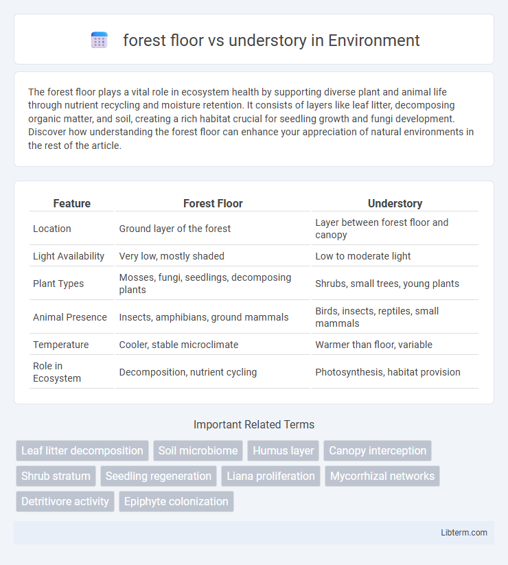 understory vs forest floor in Environment - What is The Difference?