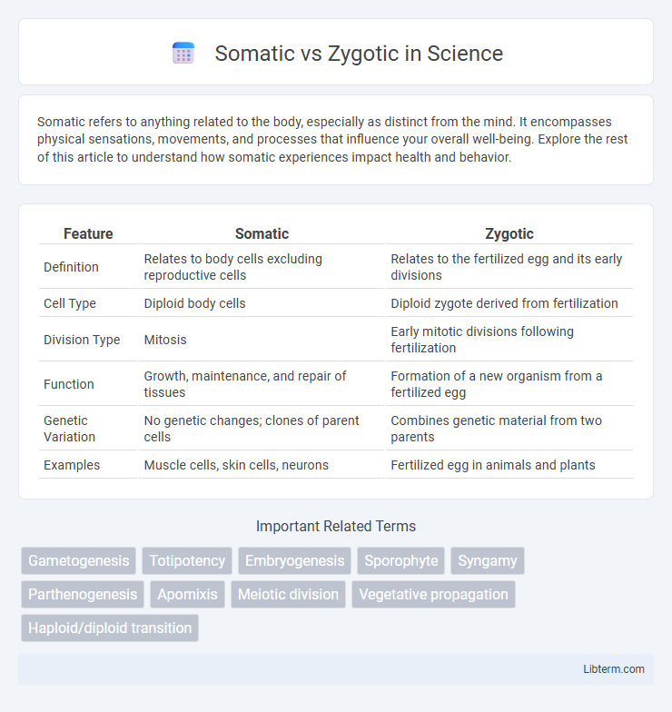 Zygotic vs Somatic in Science - What is The Difference?