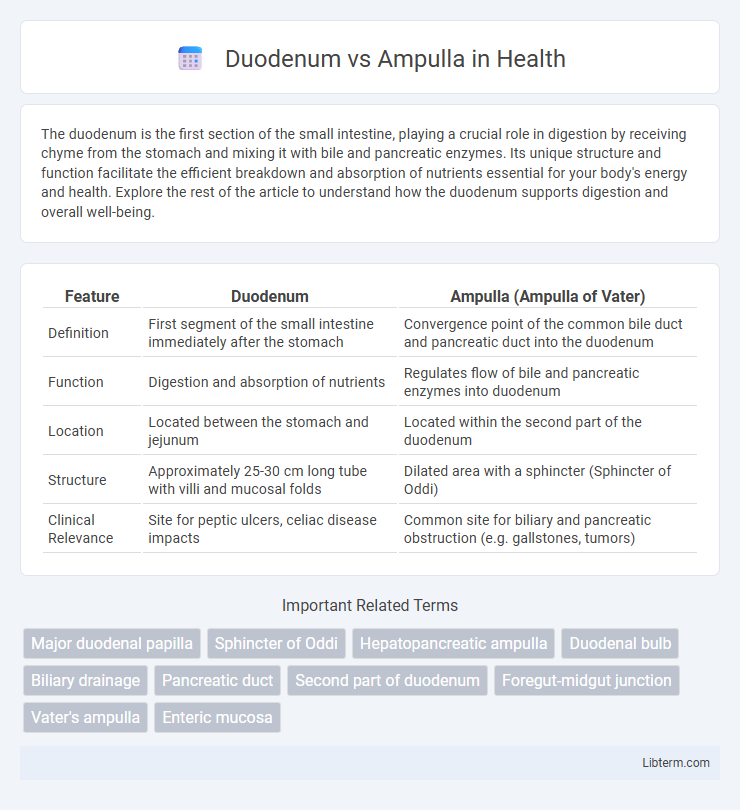 Ampulla vs Duodenum in Health - What is The Difference?