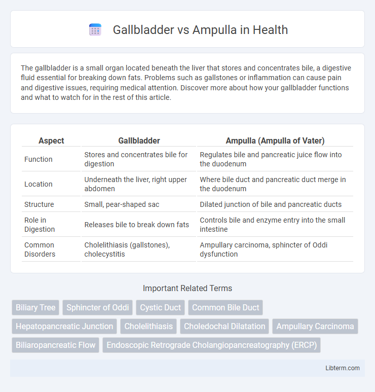 Ampulla vs Gallbladder in Health - What is The Difference?