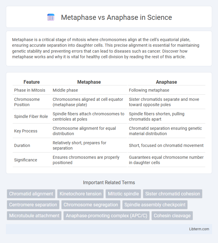 Anaphase vs Metaphase in Science - What is The Difference?