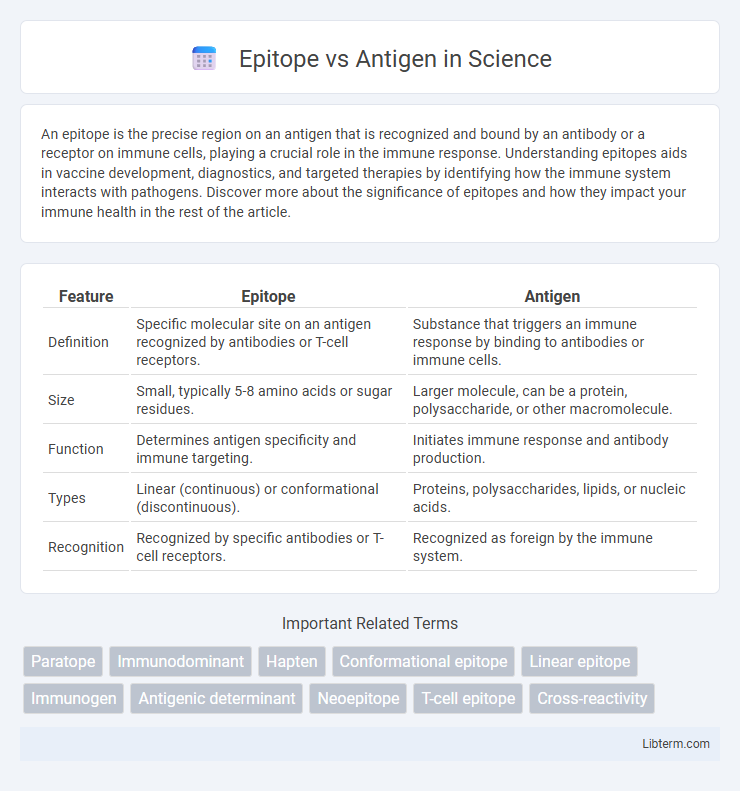 Antigen vs Epitope in Science - What is The Difference?