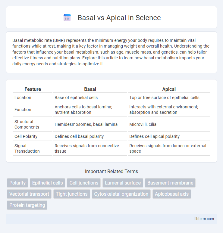 Apical vs Basal in Science - What is The Difference?