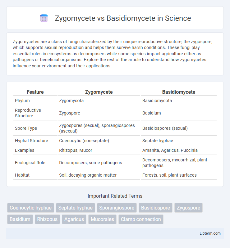 Basidiomycete vs Zygomycete in Science - What is The Difference?
