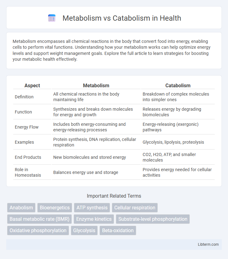 Catabolism vs Metabolism in Health - What is The Difference?