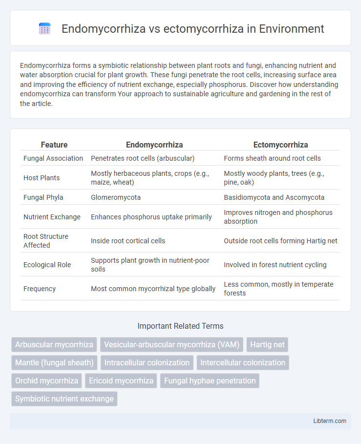 ectomycorrhiza vs Endomycorrhiza in Environment - What is The Difference?