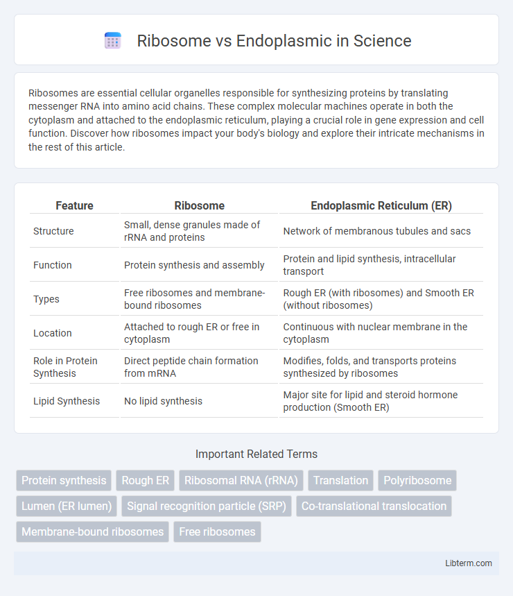 Endoplasmic vs Ribosome in Science - What is The Difference?