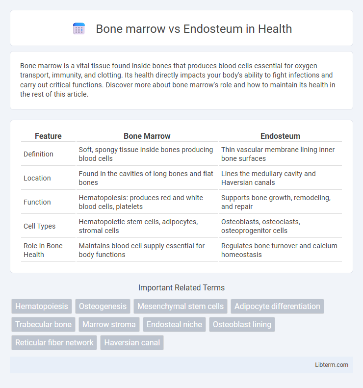 Endosteum vs Bone marrow in Health - What is The Difference?