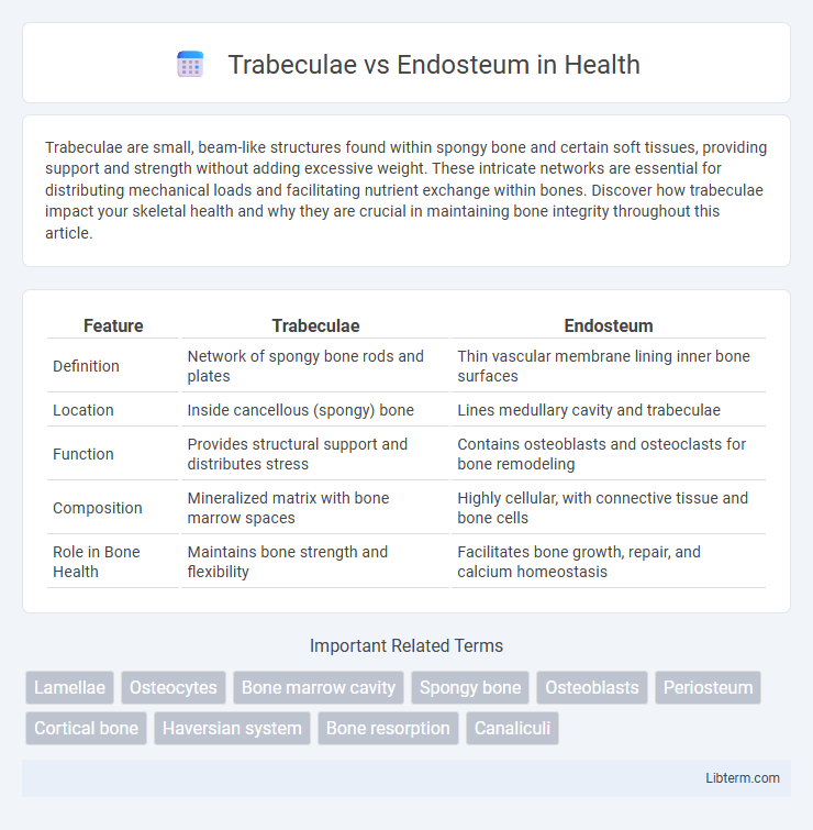 Endosteum vs Trabeculae in Health - What is The Difference?