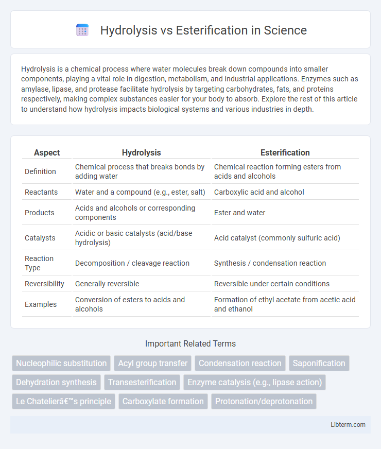 Esterification vs Hydrolysis in Science - What is The Difference?