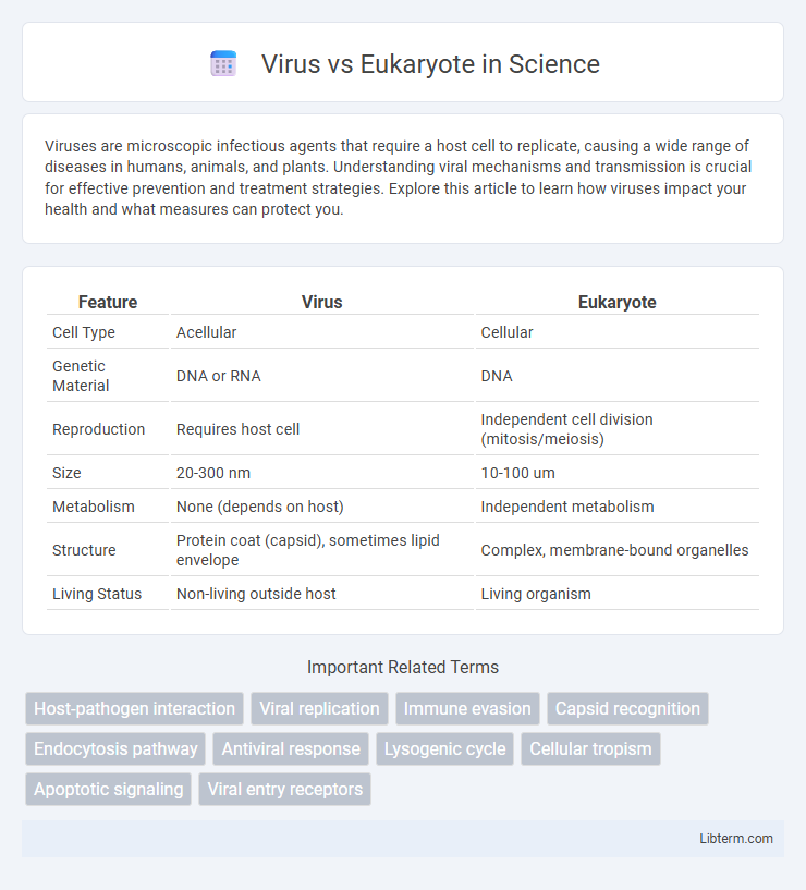 Eukaryote vs Virus in Science - What is The Difference?
