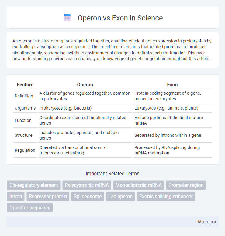 Exon vs Operon in Science - What is The Difference?