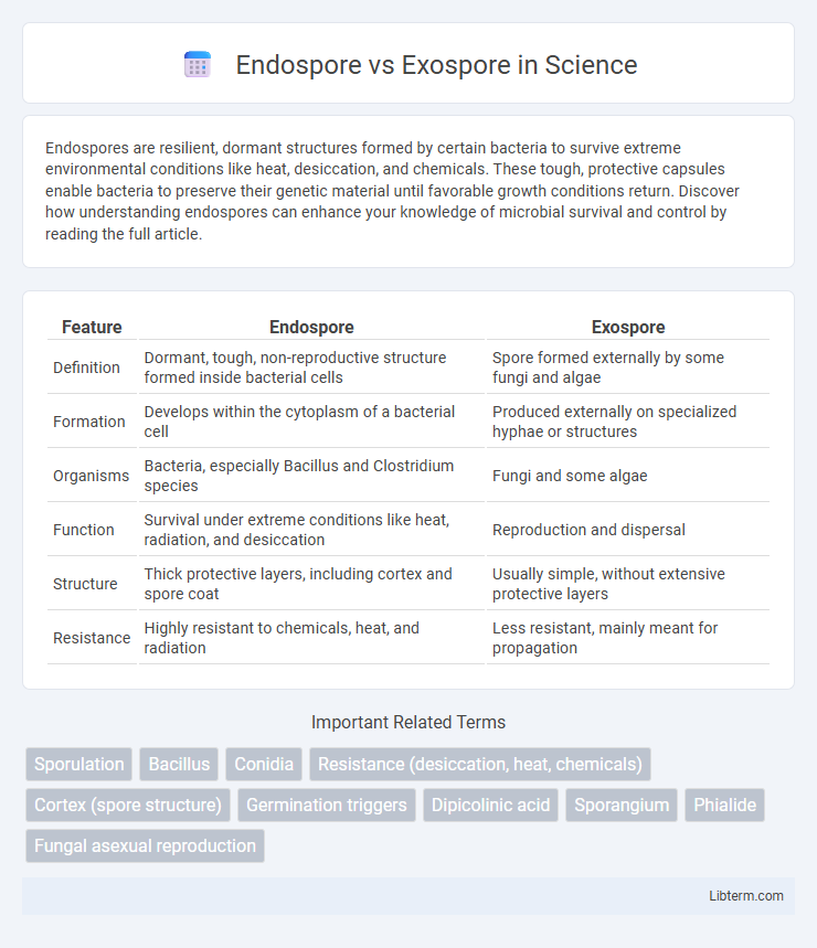 Exospore vs Endospore in Science - What is The Difference?