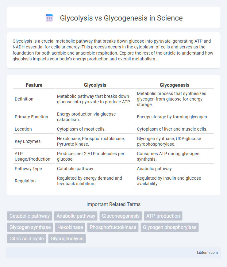 Glycogenesis vs Glycolysis in Science - What is The Difference?