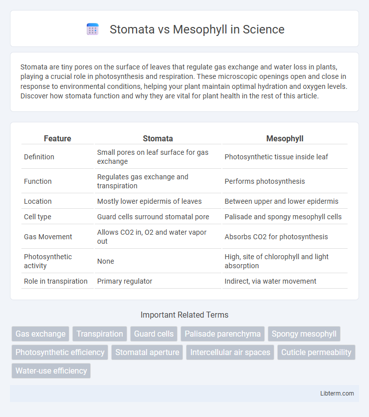 Mesophyll vs Stomata in Science - What is The Difference?