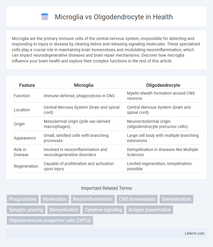 Oligodendrocyte vs Microglia in Health - What is The Difference?